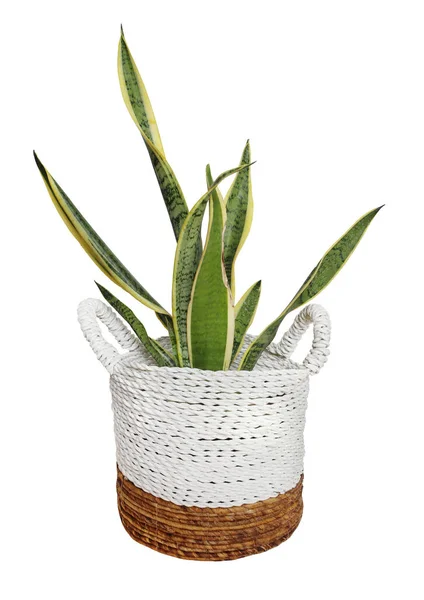 Plant in wicker pot busket isolated on white background. Details of modern boho, tropical , bohemian style . eco design interior — Stock Photo, Image