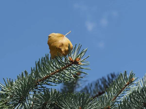 Foglia Gialla Che Cade Ramo Albero Natale Uno Sfondo Cielo — Foto Stock