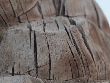 Afrika palmiyesi kabuğunun dokusu