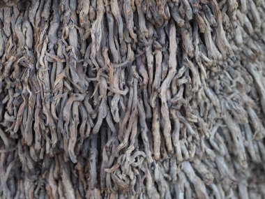 Afrika palmiyesi kabuğunun dokusu