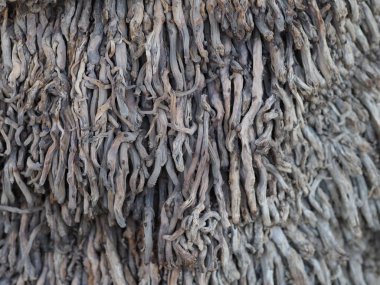 Afrika palmiyesi kabuğunun dokusu