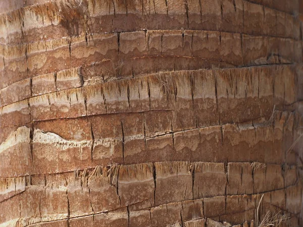 Textura Corteza Palmera Africana —  Fotos de Stock