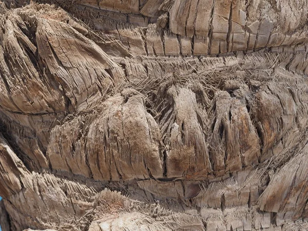texture of bark of African palm tree