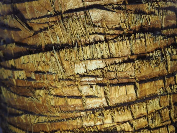 texture of bark of African palm tree