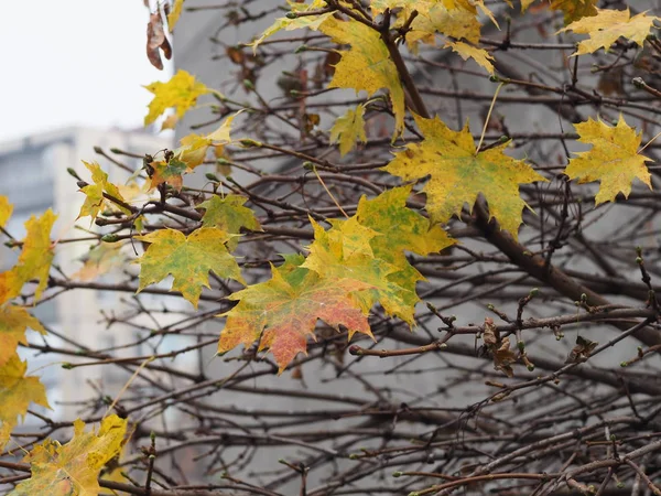 stock image yellowed maple leaves on the tree