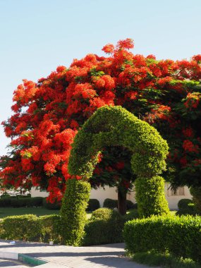 Yeşil kemerli kırmızı çiçek ağacı