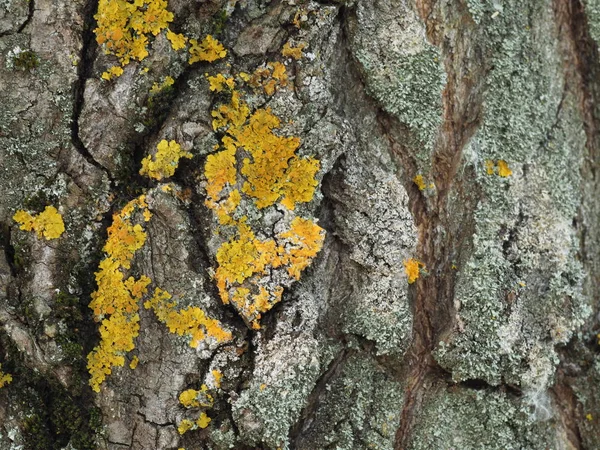 Corteza Árbol Vieja Musgo Liquen — Foto de Stock