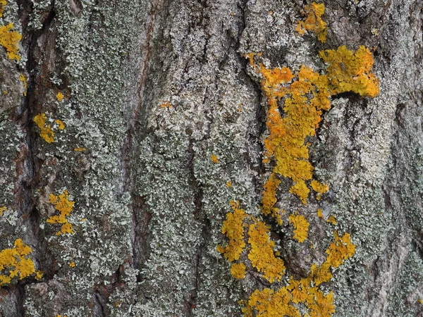 Corteza Árbol Vieja Musgo Liquen — Foto de Stock