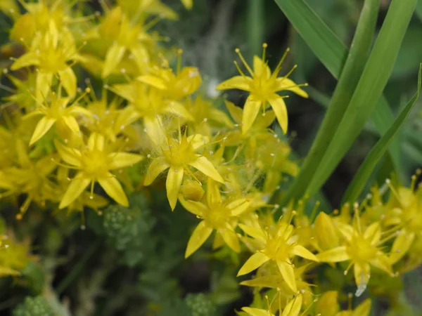 Sedum Lineare Kwiatostany Żółtych Kwiatów Zielonymi Liśćmi — Zdjęcie stockowe