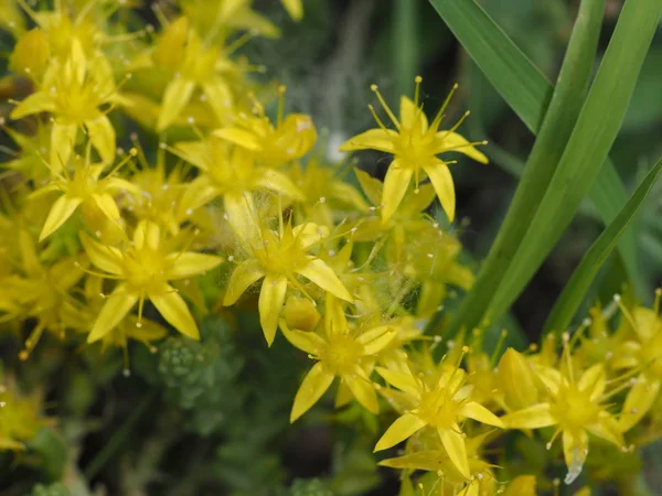 Sedum Lineare Inflorescences Fleurs Jaunes Aux Feuilles Vertes — Photo