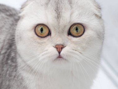 Beyaz kedinin portresi İskoç katlaması