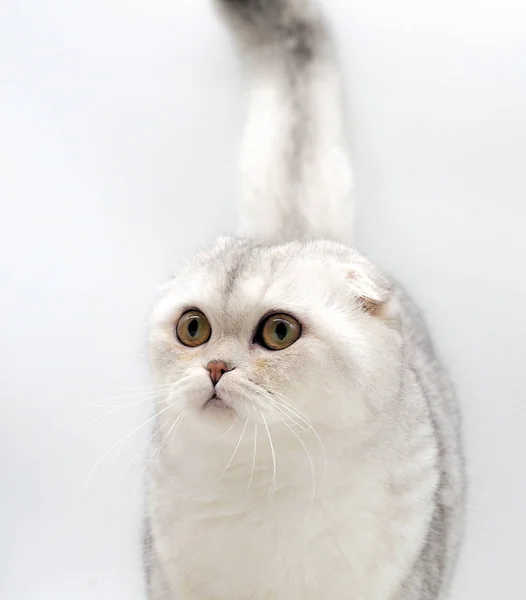 白い猫の肖像画スコットランドの折り目 — ストック写真