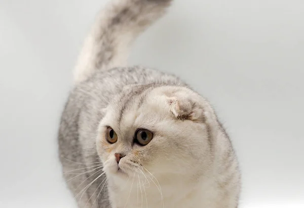 Portrait White Cat Scottish Fold — Stock Photo, Image
