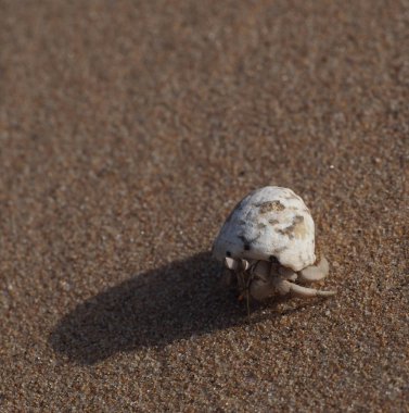 Yengeç kumda lavaboda