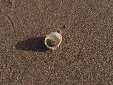 Yengeç kumda lavaboda