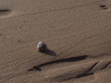 Yengeç kumda lavaboda