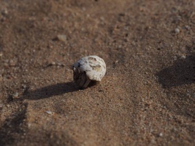 Yengeç kumda lavaboda