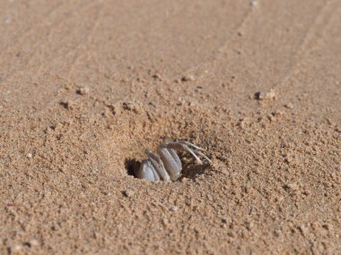 Yengeç kumda bir delikte