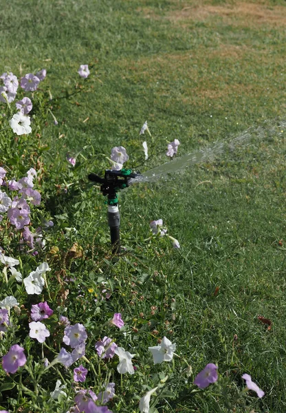 watering lawn flowers and grass in sunny weather