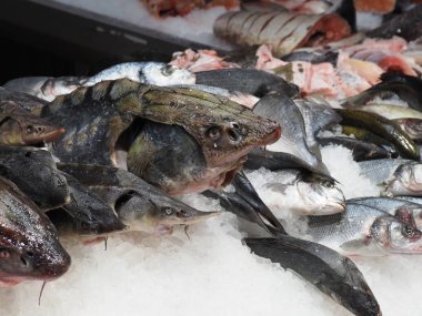 Markette buzlu bir gösteride mersin balığı