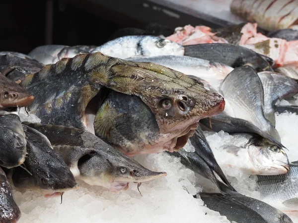 Ikan Sturgeon Sebuah Showcase Dengan Pasar — Stok Foto