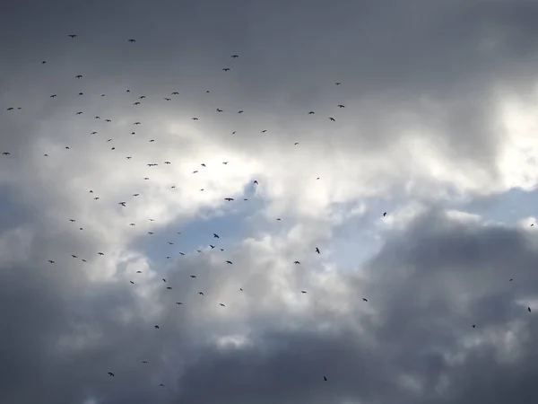 Cielo Gris Cubierto Nubes Densas Nubladas Día Gris Paisaje Del — Foto de Stock