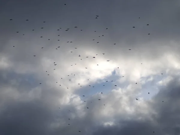Gray sky covered by cloudy dense clouds in graying day - sky landscape with black birds