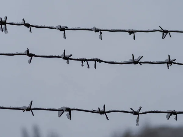 rusty barbed wire with snow on gray sky background