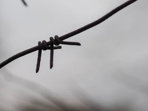 Rezavý Starý Ostnatý Drát Detailní Zamračené Obloze Pozadí — Stock fotografie