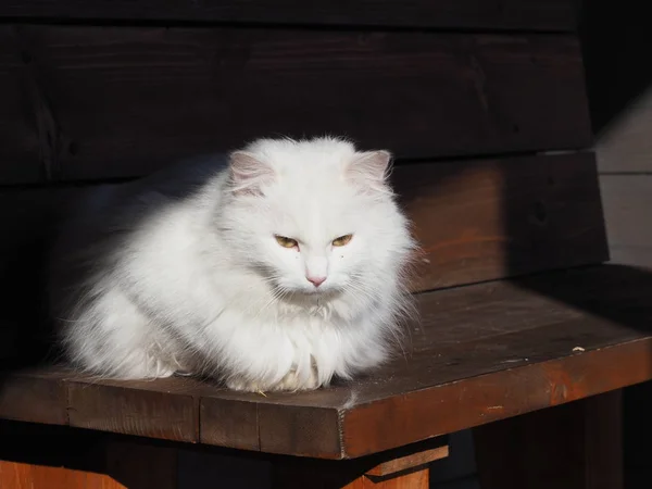 太陽に照らされた白い長髪の猫の肖像画 — ストック写真