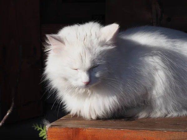 太陽に照らされた白い長髪の猫の肖像画 — ストック写真