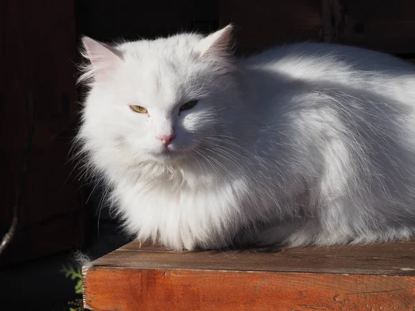 太陽に照らされた白い長髪の猫の肖像画 — ストック写真