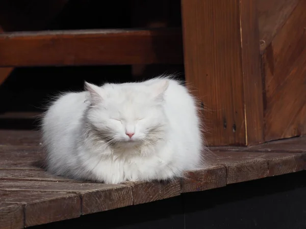 Porträt Einer Weißen Langhaarigen Katze Auf Hölzernem Hintergrund — Stockfoto
