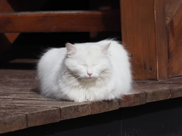 Portrét Bílé Dlouhosrsté Kočky Dřevěném Pozadí Stavby — Stock fotografie