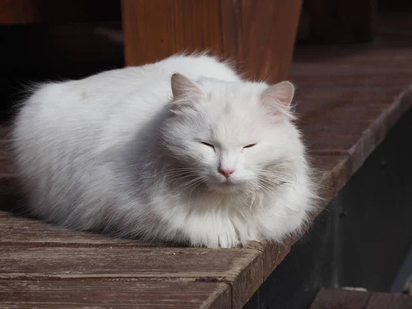 木制建筑背景上的白色长毛猫的肖像 — 图库照片