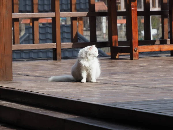 Porträtt Vit Långhårig Katt Trä Byggnad Bakgrund — Stockfoto