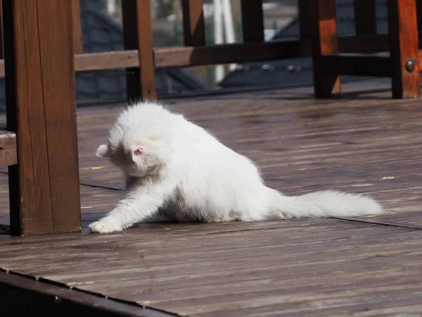 Retrato Gato Branco Cabelos Compridos Fundo Edifício Madeira — Fotografia de Stock