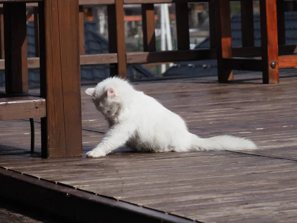 Portret Van Witte Langharige Kat Houten Bouwondergrond — Stockfoto