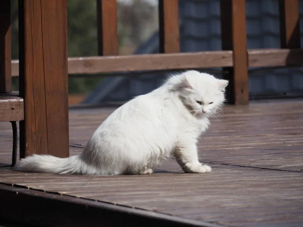 木造建築物背景の白髪猫の肖像画 — ストック写真