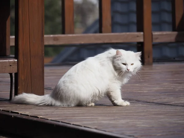 Portrait Chat Blanc Aux Cheveux Longs Sur Fond Bâtiment Bois — Photo