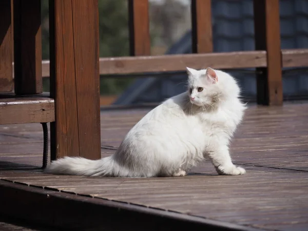 木制建筑背景上的白色长毛猫的肖像 — 图库照片