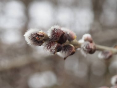 Palm Sunday bayramı için Willow 'un çiçek açtığı bahar söğüdü dalları