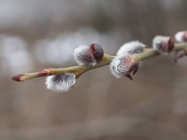 Palm Sunday bayramı için Willow 'un çiçek açtığı bahar söğüdü dalları