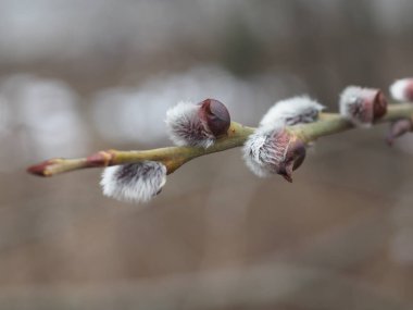 Palm Sunday bayramı için Willow 'un çiçek açtığı bahar söğüdü dalları