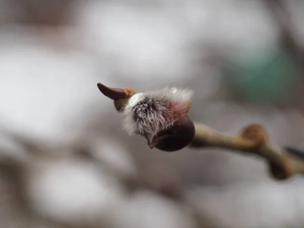 Vår Pilkvistar Med Pilblomma För Semester Palm Söndag — Stockfoto