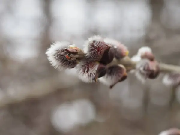 ヤシの日の休日のための柳の花と春の柳の枝 — ストック写真