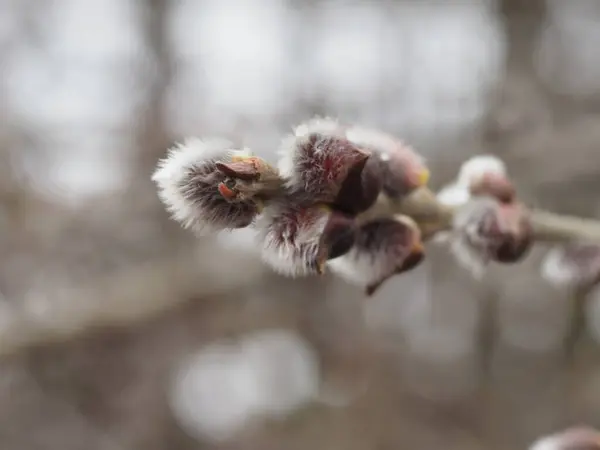 Frühlingsweidenzweige Mit Weidenblüte Zum Palmsonntag — Stockfoto