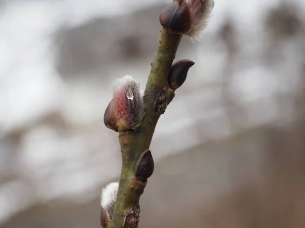 Branche Saule Printanière Avec Fleur Saule Pour Les Vacances Dimanche — Photo