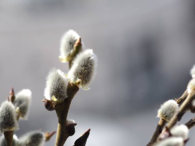 Palm Sunday bayramı için Willow 'un çiçek açtığı bahar söğüdü dalları