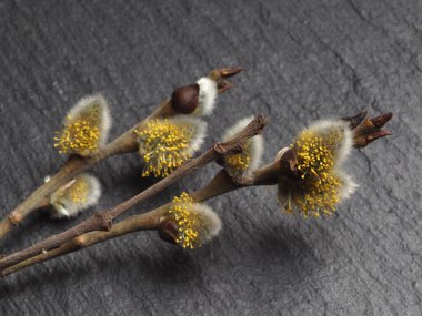 Willow 'un çiçek açtığı bahar söğüt dalları Palm Sunday bayramı için siyah arka planda.